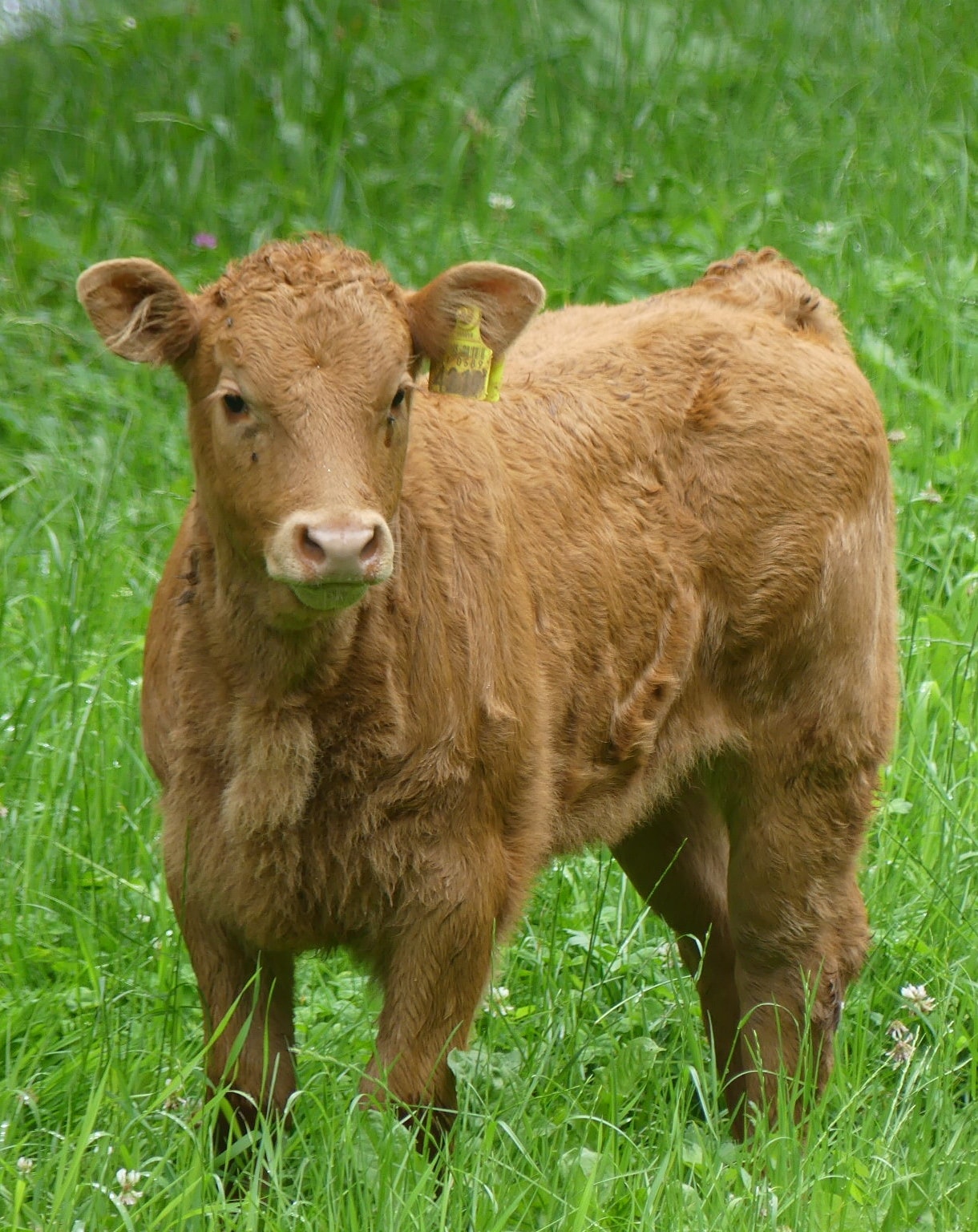 Brown Calf